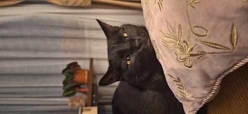 Mihaela- petsitter București sau Bonă pentru animale pentru câini pisici