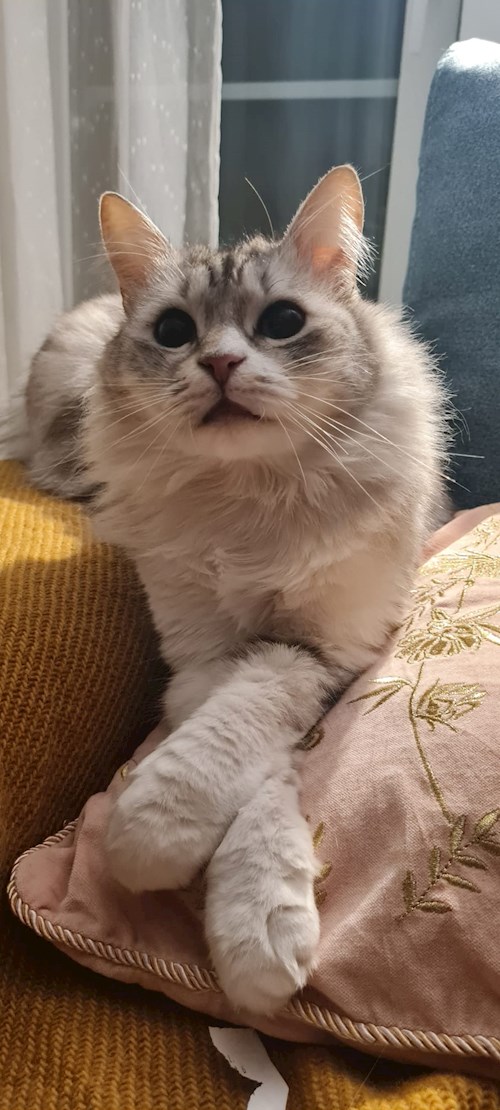 Mihaela- petsitter București sau Bonă pentru animale pentru câini pisici