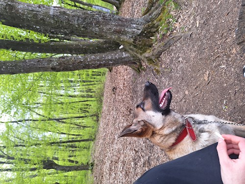 Românianu- petsitter Iași sau Bonă pentru animale pentru câini pisici