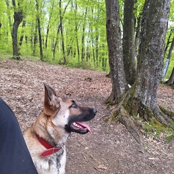 thumbnail petsitter Iași sau bonă pentru animale pentru câini pisici