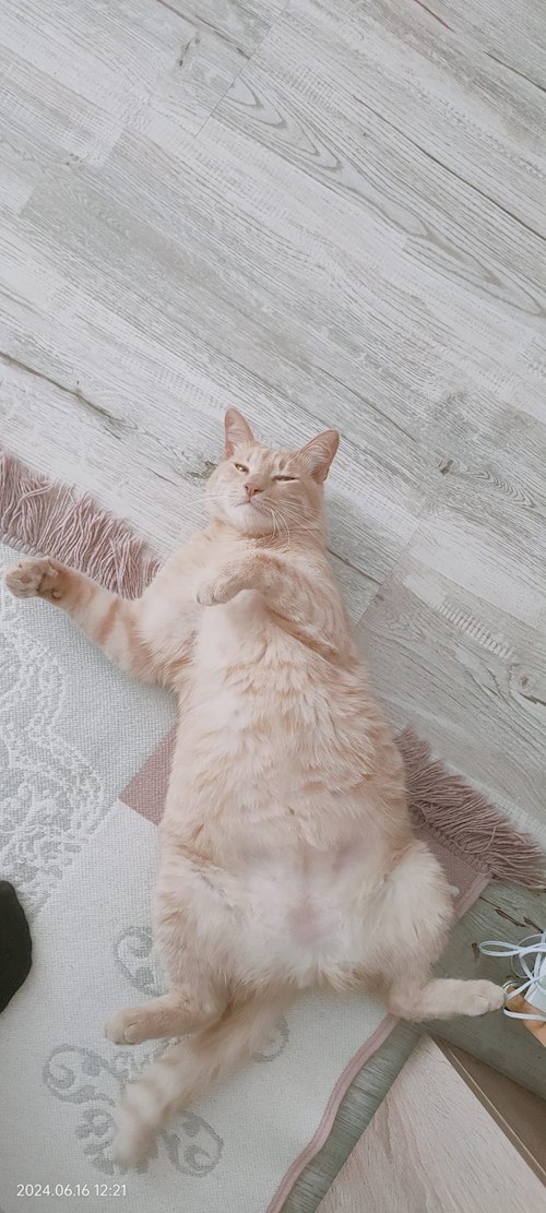 Cristina- petsitter București vagy Állat szitter a kutyák cicák 