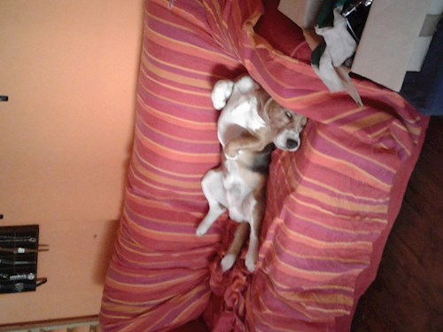 Vasiliu- petsitter București sau Bonă pentru animale pentru câini pisici