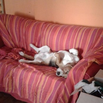 thumbnail petsitter București sau bonă pentru animale pentru câini pisici