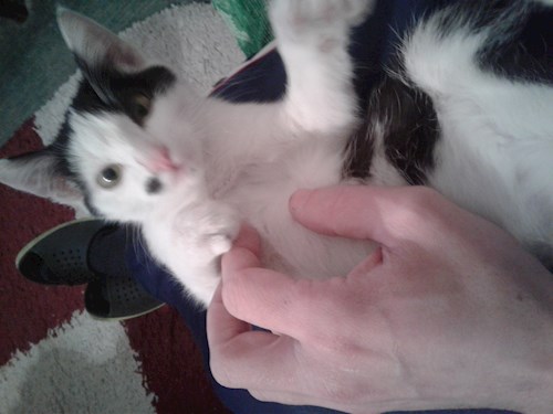 Vasiliu- petsitter București sau Bonă pentru animale pentru câini pisici