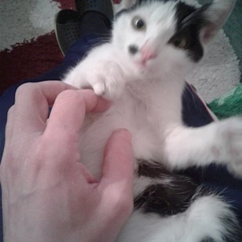 thumbnail petsitter București sau bonă pentru animale pentru câini pisici