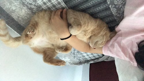 Cristina- petsitter București vagy Állat szitter a kutyák cicák 