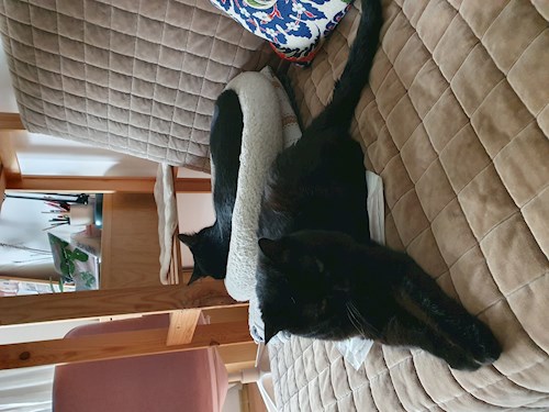 Mirela- petsitter București or Pet nanny for dogs cats