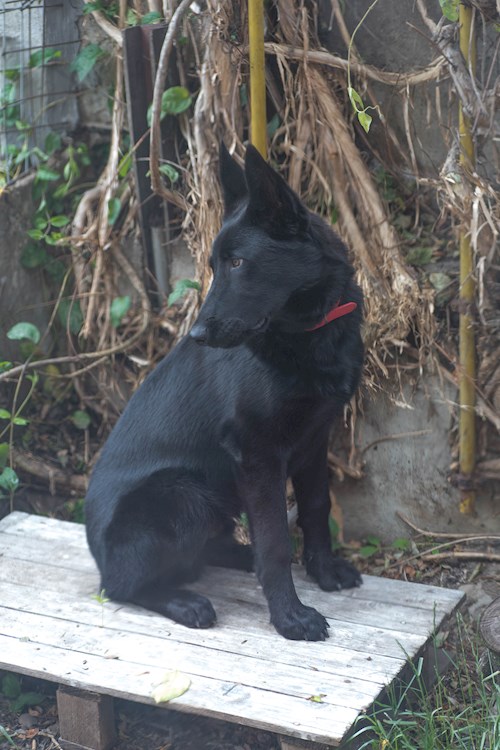 pop- petsitter Cluj-Napoca sau Bonă pentru animale pentru