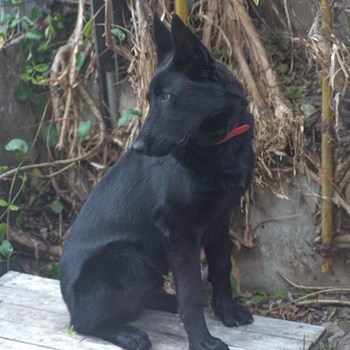 thumbnail petsitter Cluj-Napoca sau bonă pentru animale pentru