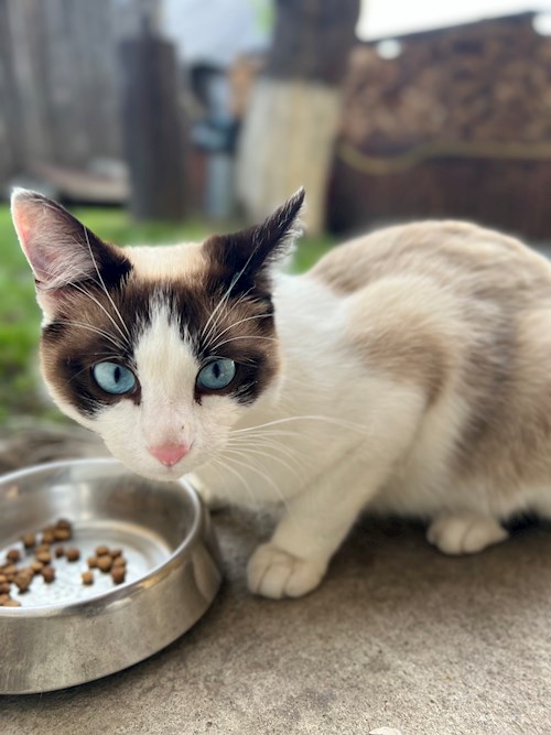 Trîncă- petsitter Cluj-Napoca or Pet nanny for dogs cats