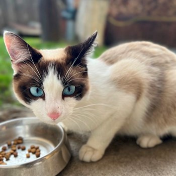 thumbnail petsitter Cluj-Napoca or pet nanny for dogs cats