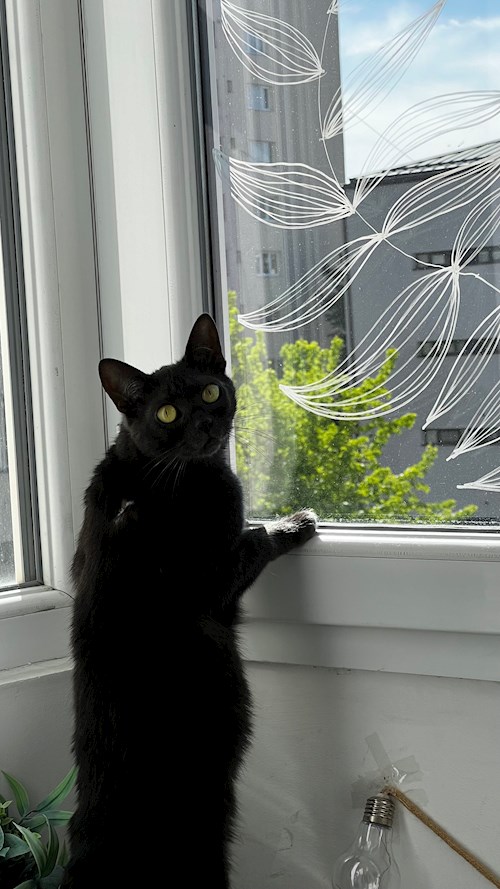 Trîncă- petsitter Cluj-Napoca or Pet nanny for dogs cats