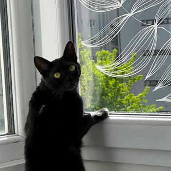 thumbnail petsitter Cluj-Napoca or pet nanny for dogs cats