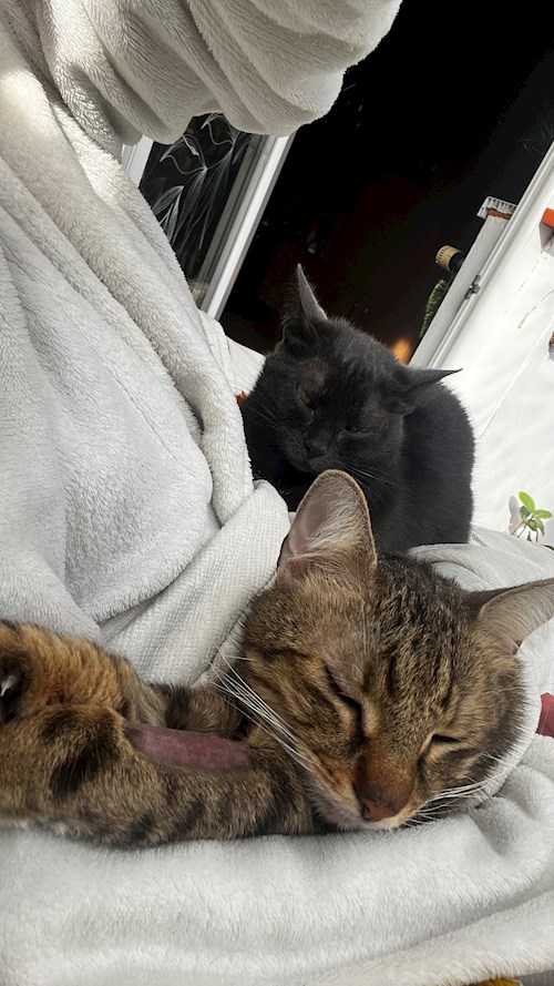 Trîncă- petsitter Cluj-Napoca or Pet nanny for dogs cats