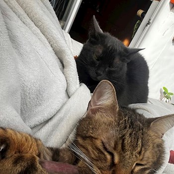 thumbnail petsitter Cluj-Napoca or pet nanny for dogs cats