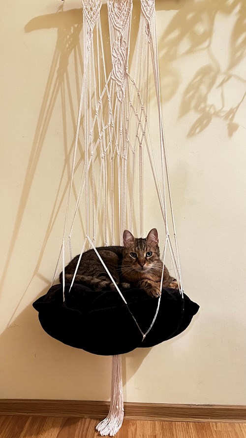 Trîncă- petsitter Cluj-Napoca or Pet nanny for dogs cats