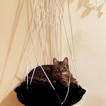 thumbnail petsitter Cluj-Napoca or pet nanny for dogs cats