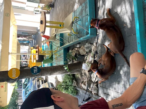 RICHARDO- petsitter Târgu Mureș vagy Állat szitter a kutyák cicák