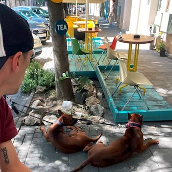 thumbnail petsitter Târgu Mureș vagy Állat szitter a kutyák cicák