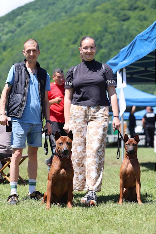 RICHARDO- petsitter Târgu Mureș vagy Állat szitter a kutyák cicák