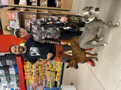 RICHARDO- petsitter Târgu Mureș vagy Állat szitter a kutyák cicák