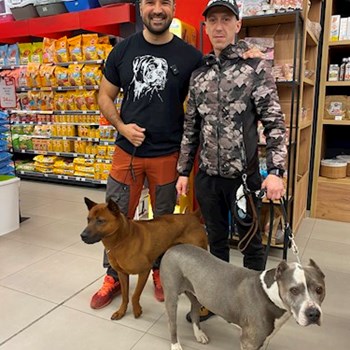 thumbnail petsitter Târgu Mureș vagy Állat szitter a kutyák cicák