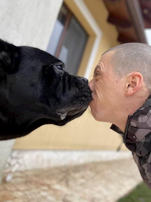 RICHARDO- petsitter Târgu Mureș vagy Állat szitter a kutyák cicák