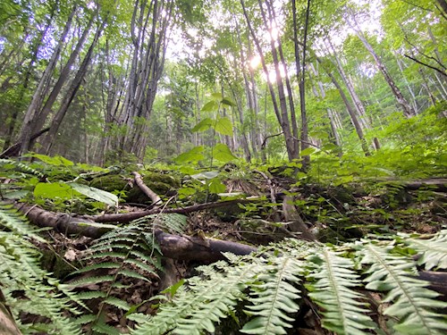 RICHARDO- petsitter Târgu Mureș vagy Állat szitter a kutyák cicák