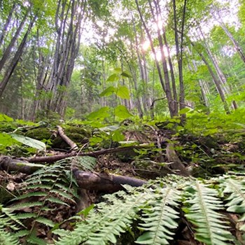 thumbnail petsitter Târgu Mureș vagy Állat szitter a kutyák cicák