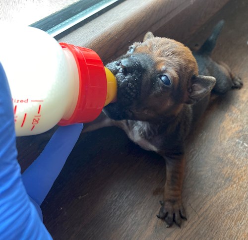 RICHARDO- petsitter Târgu Mureș vagy Állat szitter a kutyák cicák