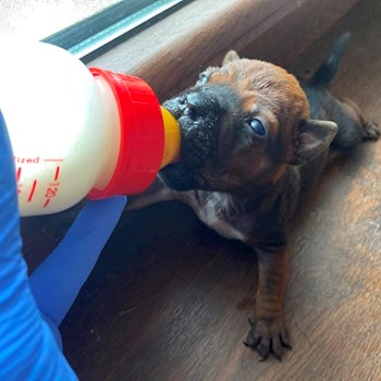 thumbnail petsitter Târgu Mureș vagy Állat szitter a kutyák cicák