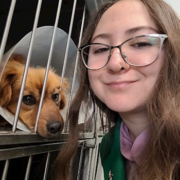 thumbnail petsitter Bragadiru or pet nanny for dogs cats