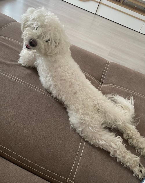 Stefania- petsitter București or Pet nanny for dogs cats