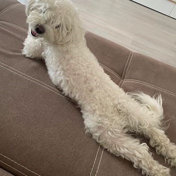 thumbnail petsitter București or pet nanny for dogs cats