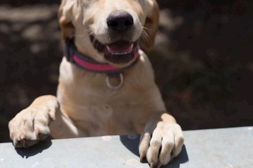 pop- petsitter Cluj-Napoca sau Bonă pentru animale pentru