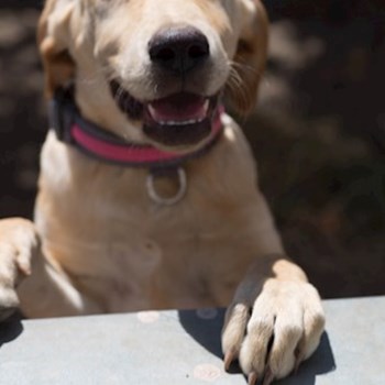 thumbnail petsitter Cluj-Napoca sau bonă pentru animale pentru