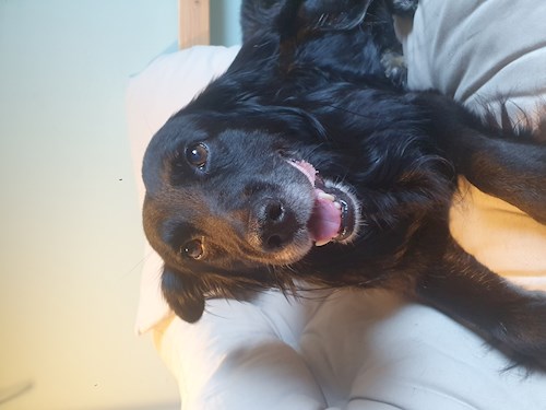 Matija- petsitter Budapest sau Bonă pentru animale pentru câini pisici