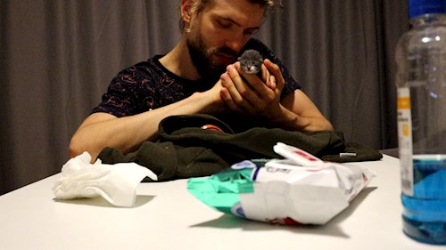 Octavian- petsitter Timișoara sau Bonă pentru animale pentru câini pisici 