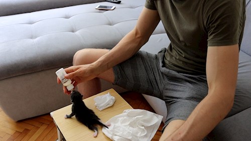 Octavian- petsitter Timișoara sau Bonă pentru animale pentru câini pisici 
