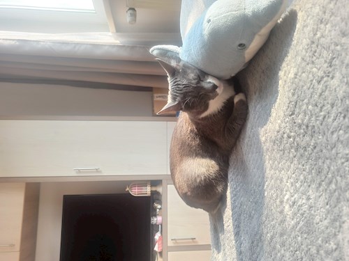 Octavian- petsitter Timișoara sau Bonă pentru animale pentru câini pisici 
