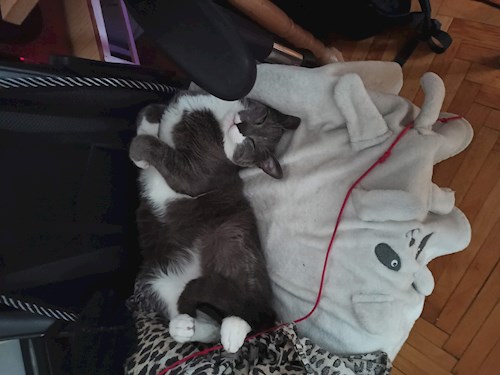 Octavian- petsitter Timișoara sau Bonă pentru animale pentru câini pisici 
