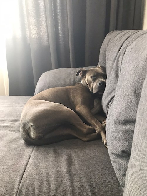 Daniela- petsitter București or Pet nanny for dogs cats