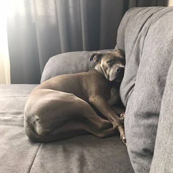 thumbnail petsitter București or pet nanny for dogs cats