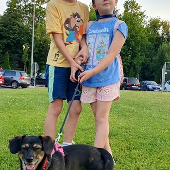 thumbnail petsitter București sau bonă pentru animale pentru câini pisici