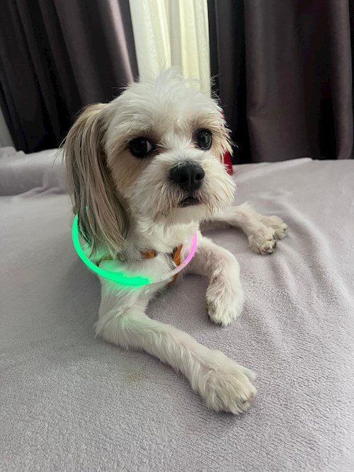 Nicu- petsitter București or Pet nanny for dogs cats