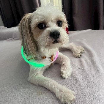 thumbnail petsitter București or pet nanny for dogs cats