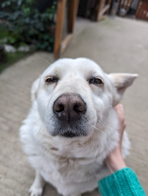 Mihai- petsitter București sau Bonă pentru animale pentru