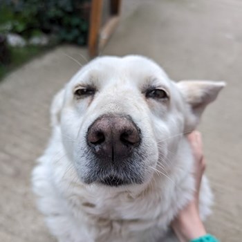 thumbnail petsitter București sau bonă pentru animale pentru