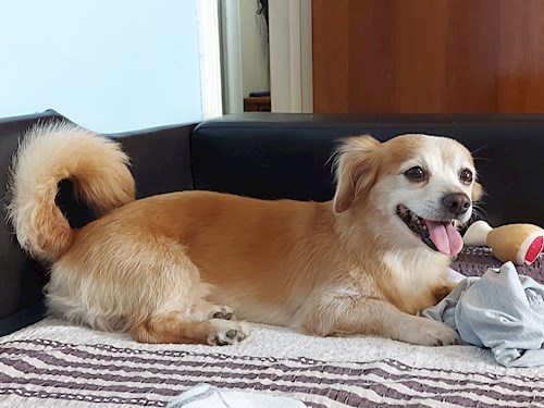 Mihai- petsitter București sau Bonă pentru animale pentru