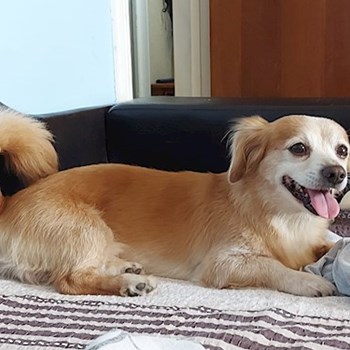 thumbnail petsitter București sau bonă pentru animale pentru